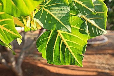 《皮克敏4》有四名可操作角色白天夜晚各有分工